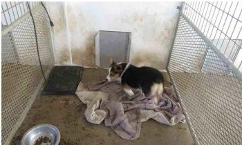 A dog living in a dirty enclosure at a puppy mill