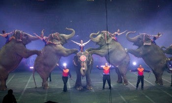 Elephants forced to perform at a circus