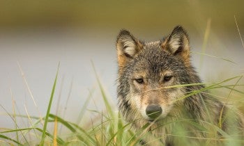 Gray wolf in field