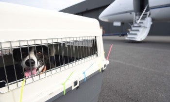 Dog in crate near airplane