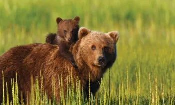 A bear cub rides atop an adult bear in the wild