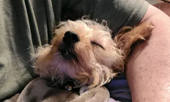 A sick puppy held in the arms of their owner