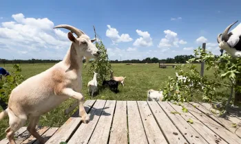 A goat steps onto a platform