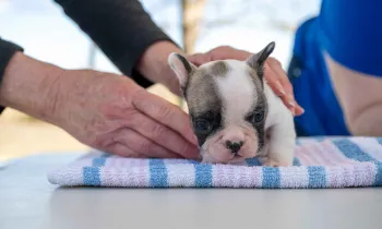 A veterinarian examines a puppy