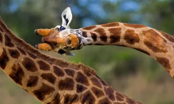 A giraffe peering at the camera with their head turned sideways