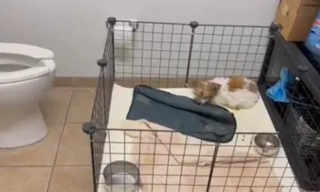 A puppy curled up in a crate