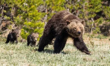 A grizzly bear mom walking with her cubs