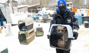 Person holding a crate with a fox