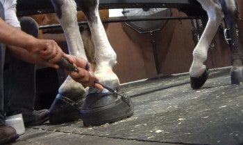 Horse trainers and groomers cruelly “soring” Tennessee walking horses to create an exaggerated and unnatural gait known as the “big lick.”