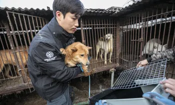 South Korea Dog Meat Farm 18 Rescue