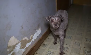 Humane World for Animals assists Sandusky County, Ohio authorities with a large-scale multi-species alleged neglect case. on Tuesday, Feb. 25, 2025 in Clyde