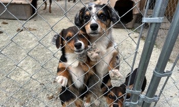 A group of three dogs stand next to a kennel