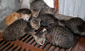 Cats rescued from the Viet Nam cat meat trade