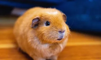 Guinea pig