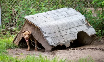 Rescued from dogfighting