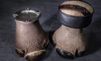 an ashtray and stool crafted from elephant feet