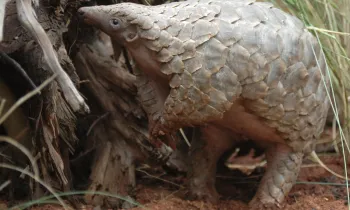 a pangolin in the wild