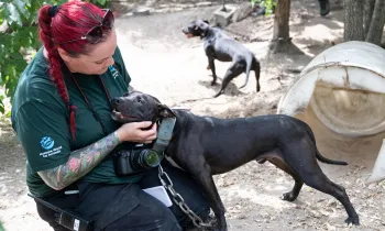 a person holding a dog