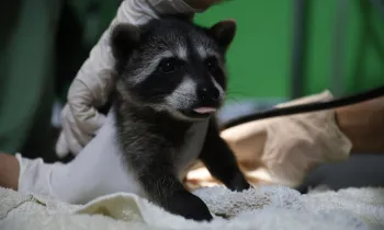 Raccoon at the ARCAS rehabilitation centre in Guatemala before being released to the wild by ARCAS and Humane World for Animals Costa Rica in June 2025