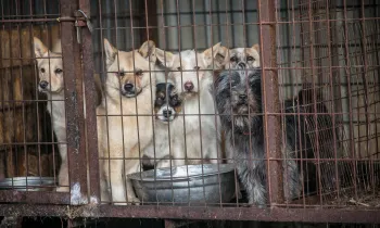 A dog with grey hair, far right (Shadow), bound for the U.K., is locked up in a cage along with other dogs at a dog meat farm in Wonju, South Korea
