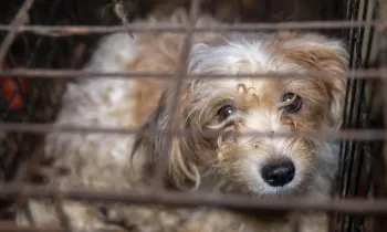Dog in a filthy cage