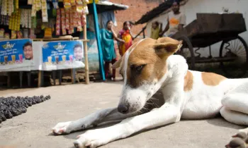 Dog lying on street in India