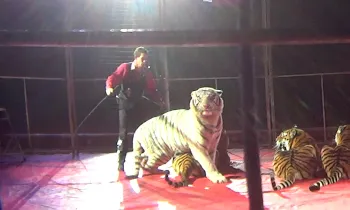 Tigers being performed and abused