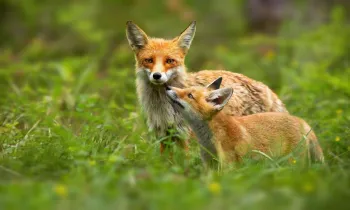a couple of foxes in a grassy area