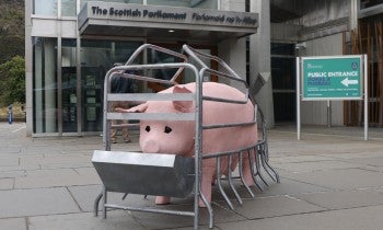 Penny, the animatronic pig in a replica farrowing crate, outside the Scottish Parliament in Holyrood, Edinburgh as part of Humane World for Animals UK's Crate Britain Tour, August 2025.