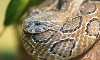 a snake with a black and white striped tail