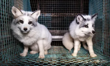 Fox fur farm investigation in Finland, carried out by Humane World for Animals in collaboration with Finnish animal protection group Oikeutta eläimille in late October 2024.