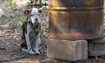 a dog on a chain outside