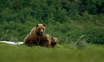 a grizzly bear mother and two cubs stand in the grass.