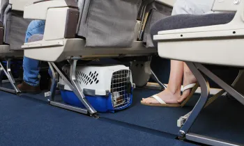 Passenger traveling, seated on an airplane with their pet dog. Pet carrier is stowed under the seat.