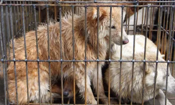Dogs awaiting slaughter at Yulin