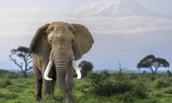 An African elephant with large tusks grazes in Amboseli National Park, Kenya with Mt Kilimanjaro on the horizon.