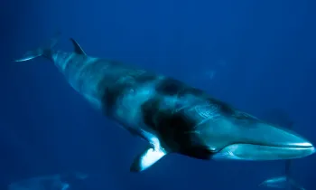 Minke whale