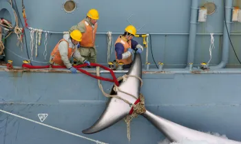 Japanese whaling