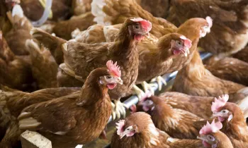 Cage-free hens