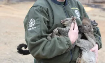 Australia fires animal rescue