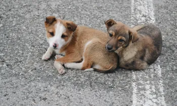 Street dog puppies