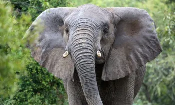Close up of a wild African elephant