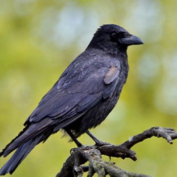 A crow on a branch