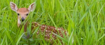 Fawn in a field of tall green grass