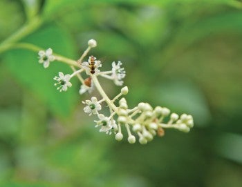 Bee on a flower