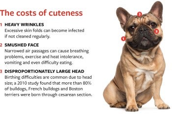 Diagram depicting the health issues brachycephalic dogs can face