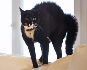 Scared black and white cat standing on a couch