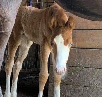 Scared pony next to her mom