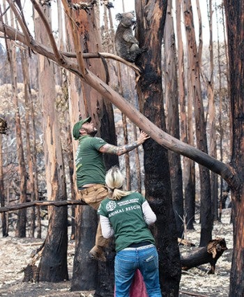 Adam Parascandola helping to rescue a koala affected by Australia's wildfires