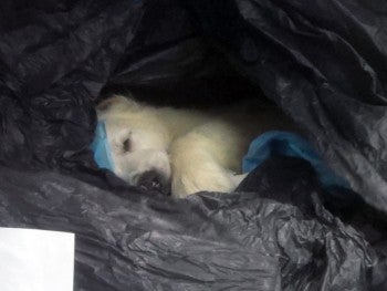 A dead puppy inside a plastic bag